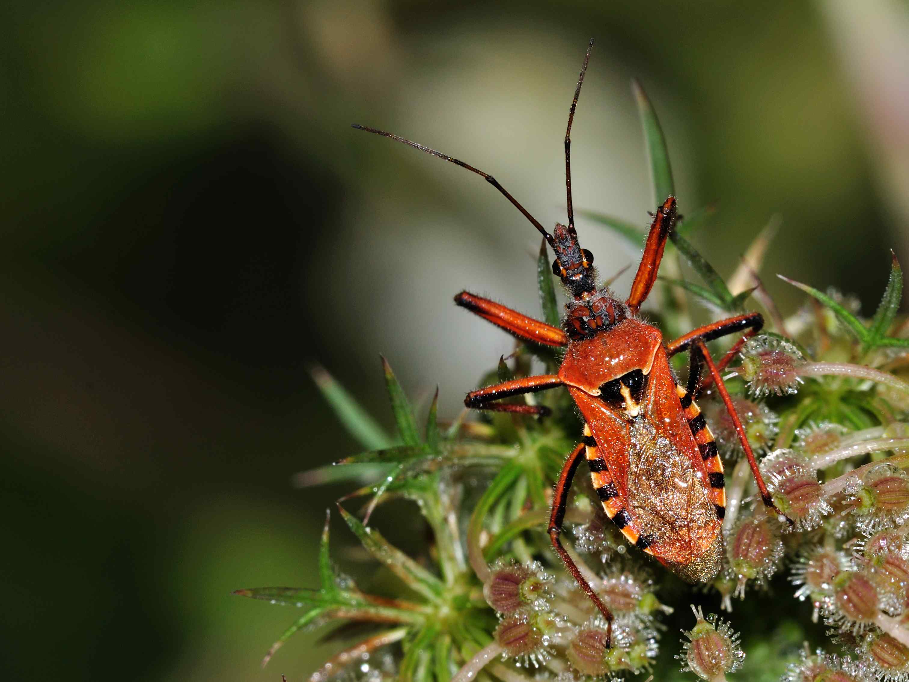 Reduvidae: Rhynocoris erythropus di Rocca di Botte (AQ)